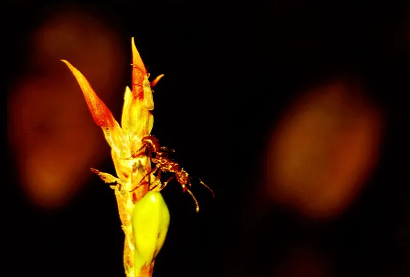 El rbol desarrolla nectario que producen secreciones que alimentan a las hormigas        o a los piojos y pulgones 