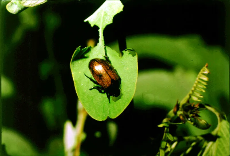 El grupo de los Insectos, el ms numeroso de la selva neotropical, juega un papel esencial en la descomposicin de la materia del bosque, despedazando hojas y maderas y, no pocas veces, alimentndose de ellas.  As mismo, los insectos son fuente primaria de alimento para distintas especies zoolgicas: algunos primates, murcilagos, pjaros, araas, lagartos, ranas, etc.
 