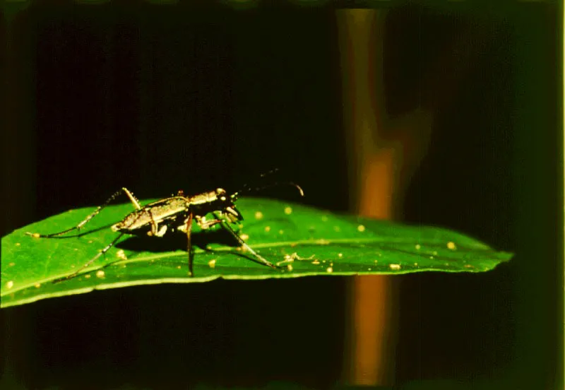 El grupo de los Insectos, el ms numeroso de la selva neotropical, juega un papel esencial en la descomposicin de la materia del bosque, despedazando hojas y maderas y, no pocas veces, alimentndose de ellas.  As mismo, los insectos son fuente primaria de alimento para distintas especies zoolgicas: algunos primates, murcilagos, pjaros, araas, lagartos, ranas, etc.
 