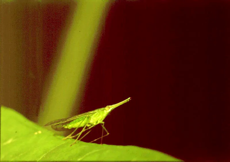 El grupo de los Insectos, el ms numeroso de la selva neotropical, juega un papel esencial en la descomposicin de la materia del bosque, despedazando hojas y maderas y, no pocas veces, alimentndose de ellas.  As mismo, los insectos son fuente primaria de alimento para distintas especies zoolgicas: algunos primates, murcilagos, pjaros, araas, lagartos, ranas, etc.
 