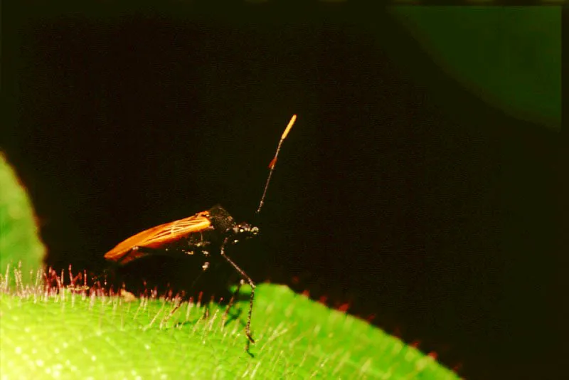 El grupo de los Insectos, el ms numeroso de la selva neotropical, juega un papel esencial en la descomposicin de la materia del bosque, despedazando hojas y maderas y, no pocas veces, alimentndose de ellas.  As mismo, los insectos son fuente primaria de alimento para distintas especies zoolgicas: algunos primates, murcilagos, pjaros, araas, lagartos, ranas, etc.
 