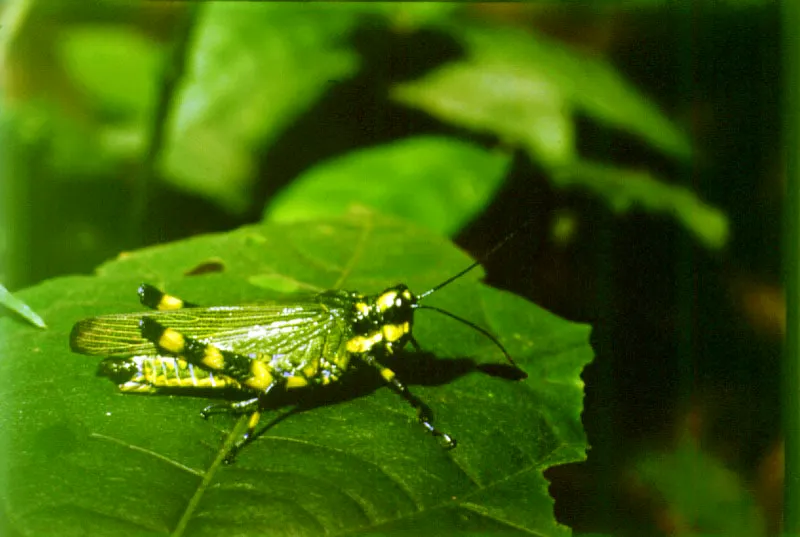 El grupo de los Insectos, el ms numeroso de la selva neotropical, juega un papel esencial en la descomposicin de la materia del bosque, despedazando hojas y maderas y, no pocas veces, alimentndose de ellas.  As mismo, los insectos son fuente primaria de alimento para distintas especies zoolgicas: algunos primates, murcilagos, pjaros, araas, lagartos, ranas, etc.
 