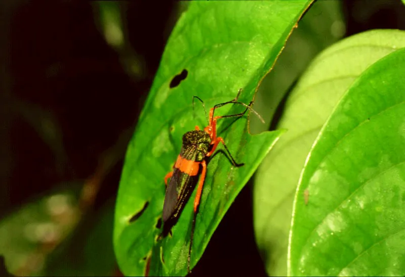 El grupo de los Insectos, el ms numeroso de la selva neotropical, juega un papel esencial en la descomposicin de la materia del bosque, despedazando hojas y maderas y, no pocas veces, alimentndose de ellas.  As mismo, los insectos son fuente primaria de alimento para distintas especies zoolgicas: algunos primates, murcilagos, pjaros, araas, lagartos, ranas, etc.
 