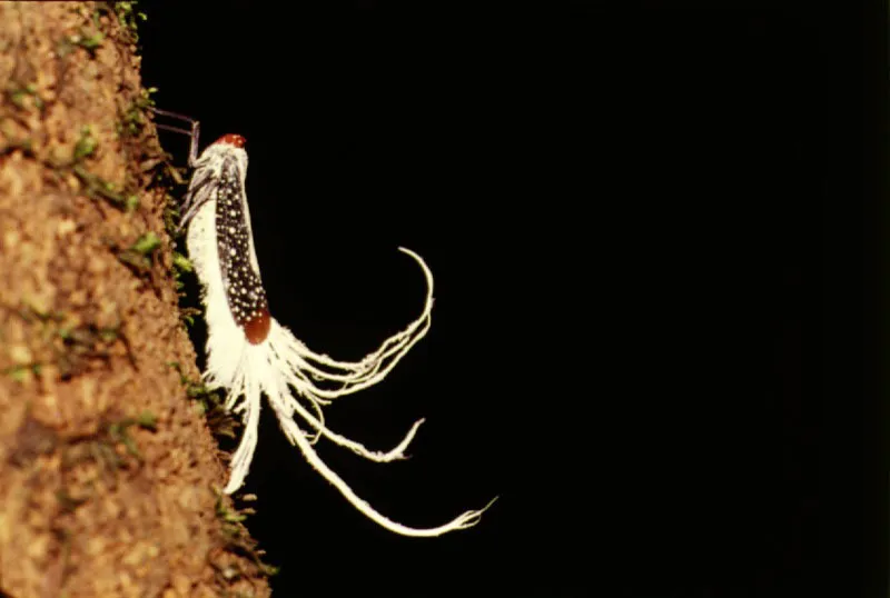 Los insectos de las selva tropicales son tan abundantes y desconocidos , que es difcil cuantificarlos. Se ha calculado que una sola hectrea de bosque neotropical puede  tener   cerca de 42.000 especies ; 1m2 de hojarasca, 50 especies de hormigas ; y un solo rbol tropical, cerca de  400 especies diferentes de insectos, lo que ha hecho que el nmero de especies de los artrpodos en las selvas tropicales  se haya estimado  en  cerca de  30 millones.   