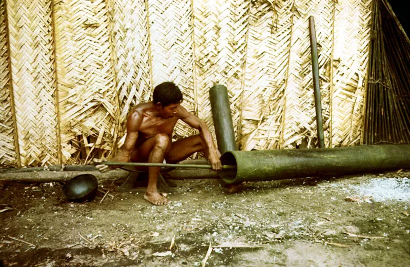 Indio Tatuyo pulverizando hojas de coca, Erythroxylum coca, en un tronco hueco de palma, antes de mezclarla con ceniza. Piraparaná, Vaupés