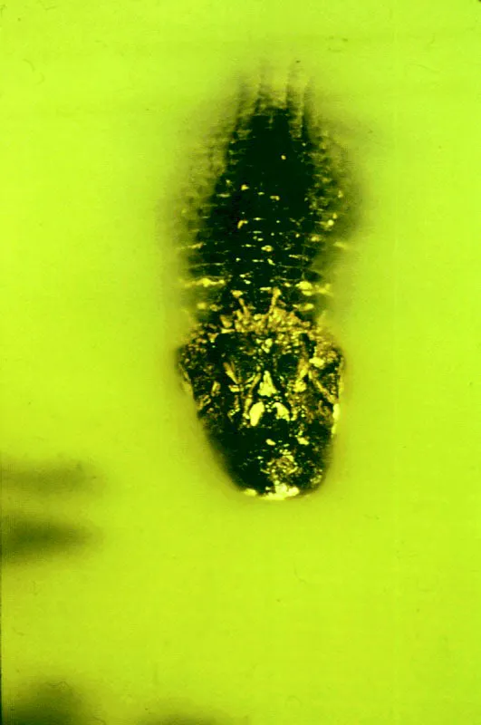 Yacaré, o caimán negro. Río Amazonas.
