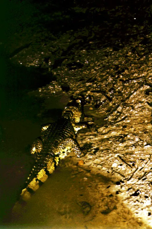 Caimán. Río Cahuinarí, Amazonia