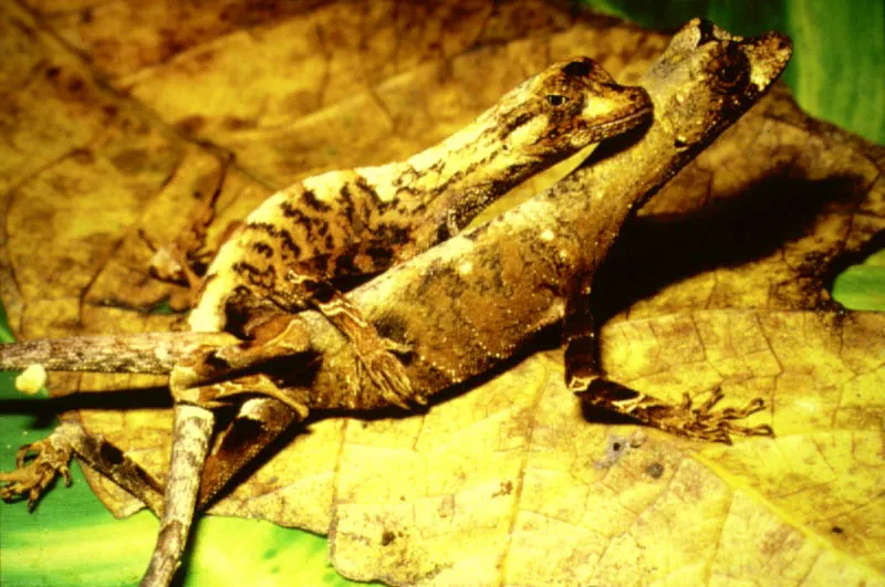 Cópula de Anolis sp.