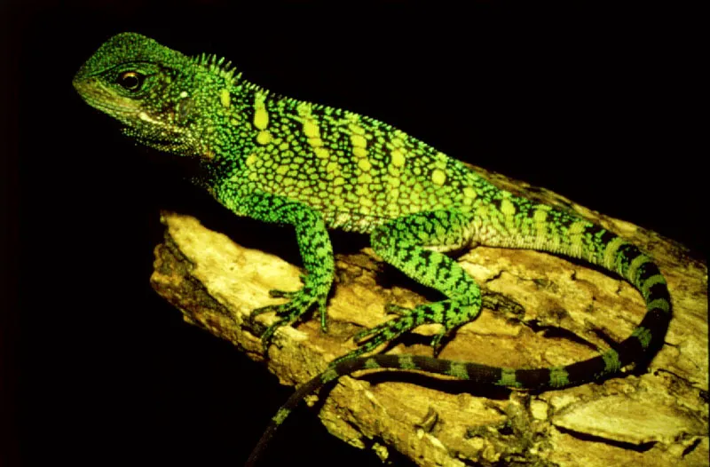 La propiedad de camuflarse con el ambiente que los rodea es caracterstica de varias especies de la berpetofauna selvtica.  Entre estas, los Anolis, pgina opuesta, y el Enyialoidos sp. (lguanidae), adoptan colocaciones crpticas para confundirse, ya sea con las hojas muertas del piso o con la corteza y follage de los rboles. 