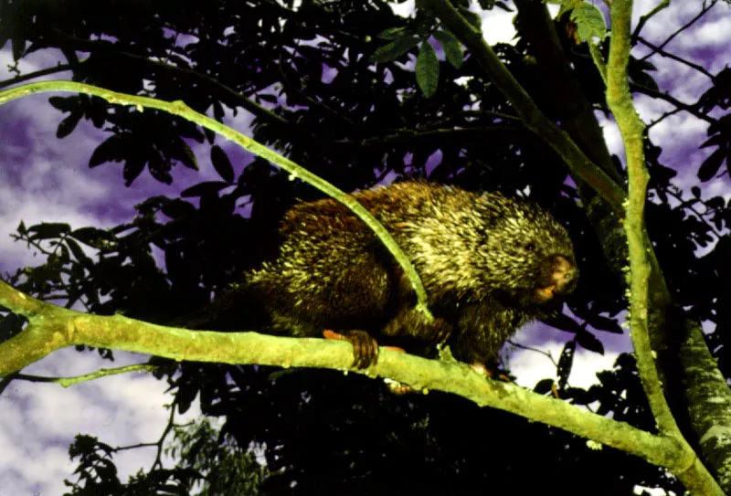 Puercoespín arborícola, Coendu prehensilis