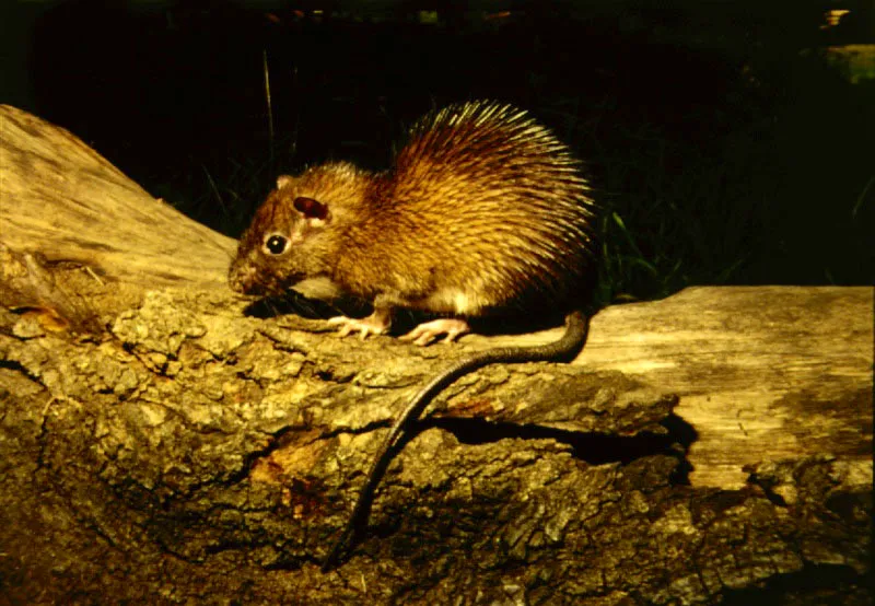 Rata espinosa, hophomys gymnurus.
 