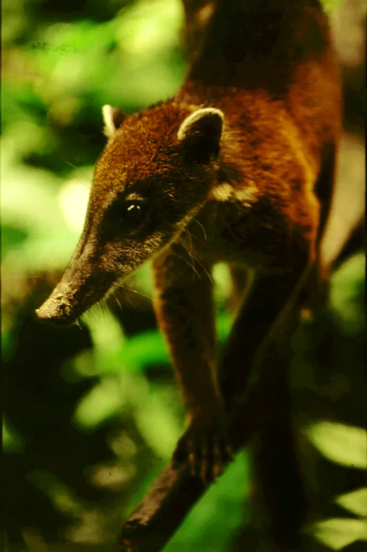 El cusumbo o coatí, Nassua nassua, explota varios tipos de recursos alimenticios que se localizan en los diferente estratos del bosque. Desentierra tubérculos, insectos y pequeños vertebrados del suelo, y trepa por las ramas en busca frutas o de huevos y polluelos que encuentra en el nido de algún ave.