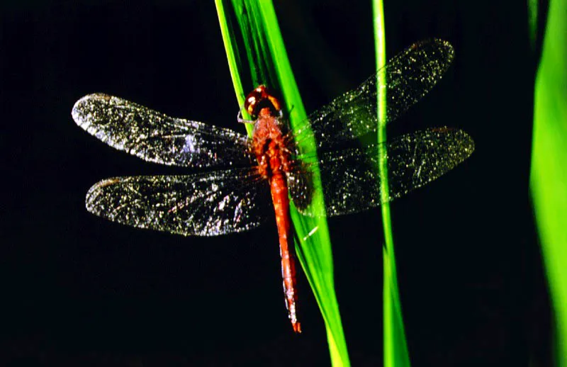 Libélula. serranía del Darién, Chocó.