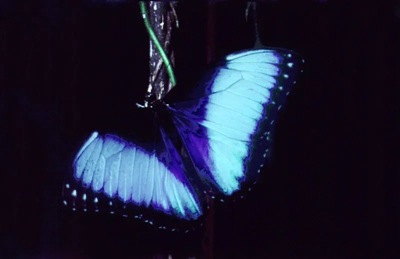 Mariposa azul Morpho spp. Amazonia.
