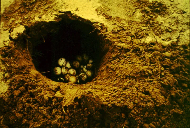 Huevos de tortuga charapa. Río Caquetá.