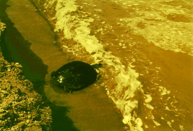 Tortuga charapa, Río Caquetá.