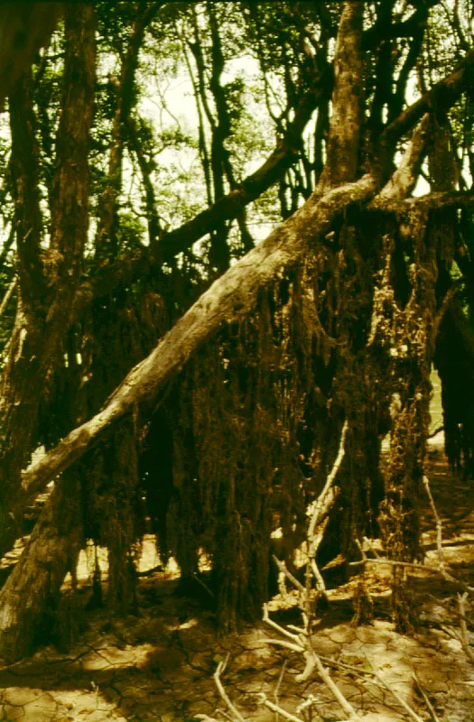 Raíces adventicias.