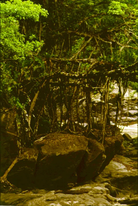 Raíces zancudas y adventicias.