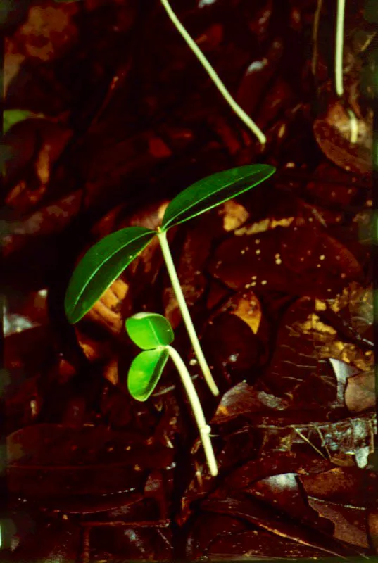 Plántulas, Chocó.