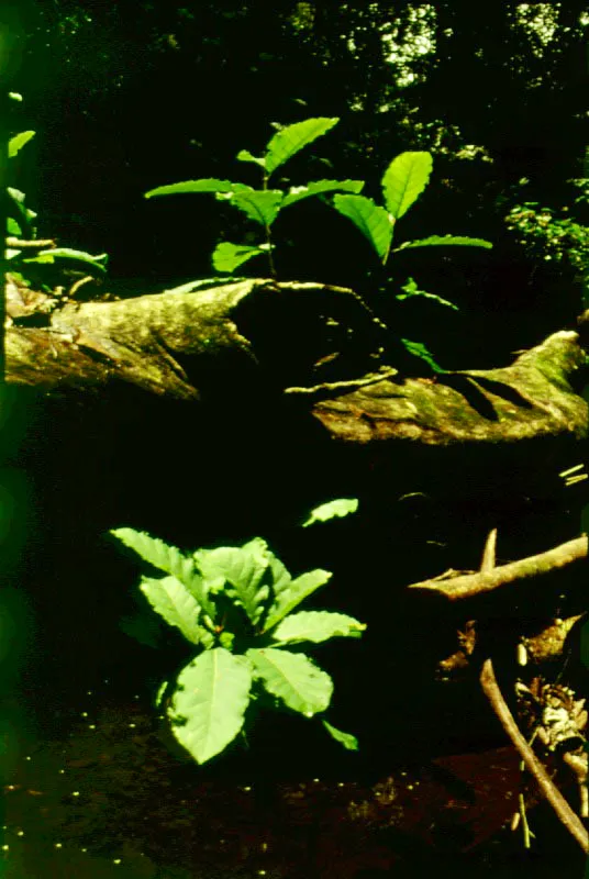 Plántulas, Chocó.