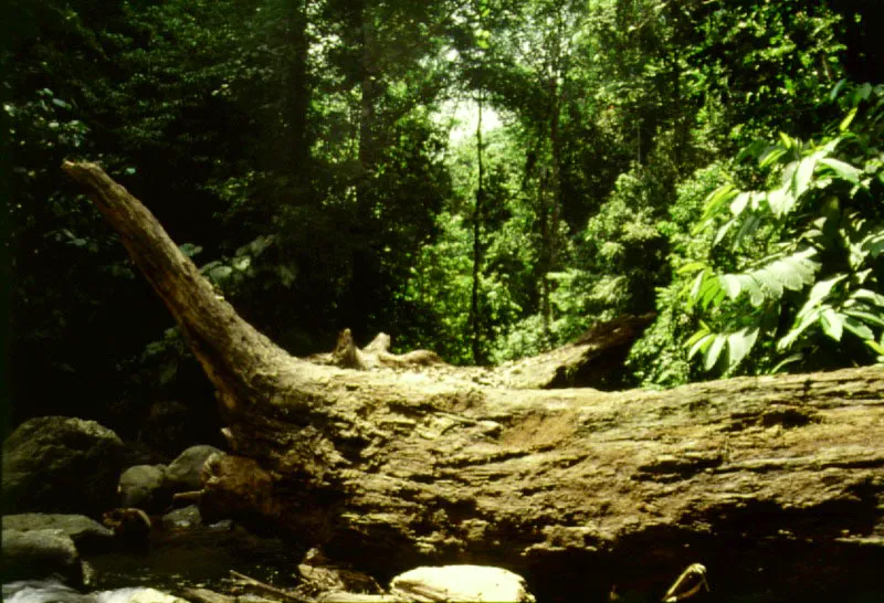 Arbol caído, bahía Tebada, Chocó.