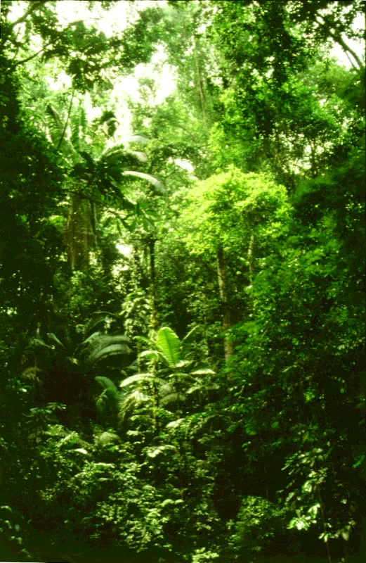 Interior de la selva de bahía Tebada, Chocó.