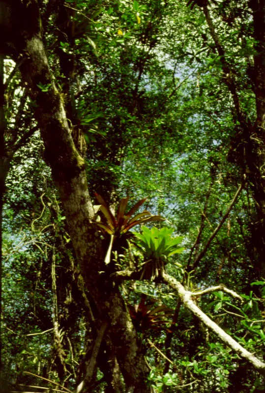 Bosque de mangle en sucesión, con lianas y bromelias asociadas.