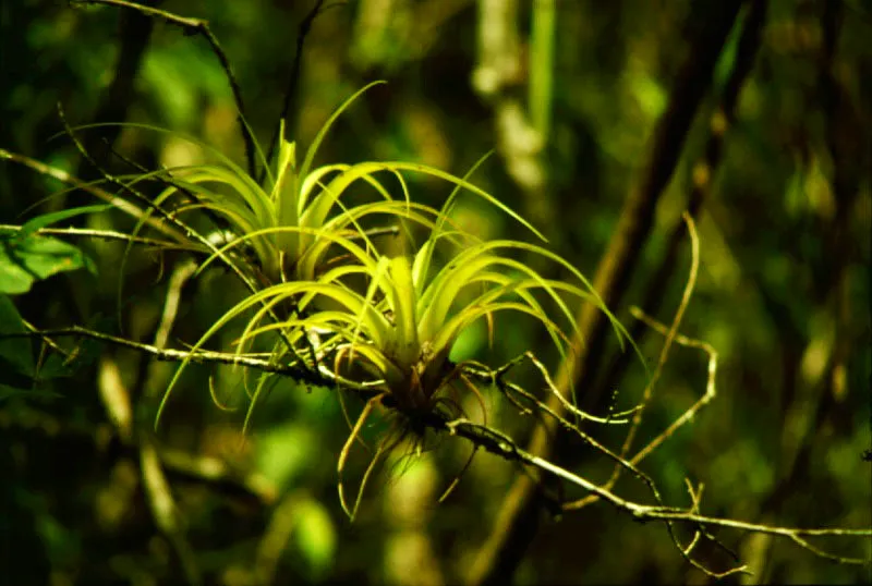 Bosque de mangle en sucesión, con lianas y bromelias asociadas.
