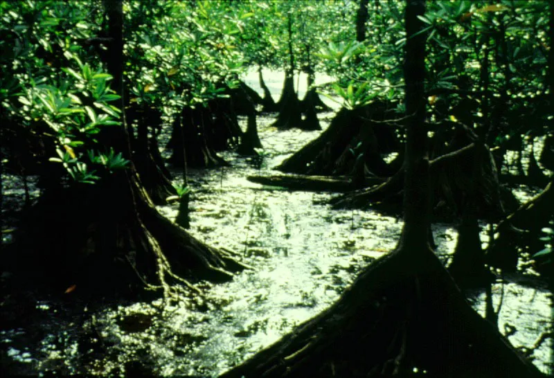 Bahía Málaga, Valle del Cauca. Mangle "piñuelo", Pelliciera rhizophorae, Parque Nacional Ensenada de Utría, Chocó.