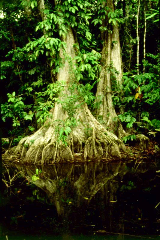 Raíces de "bambudo", Pterocarpus officinalis, especie común en las zonas inundable y chocoanas. Bahía Tebada, Chocó .