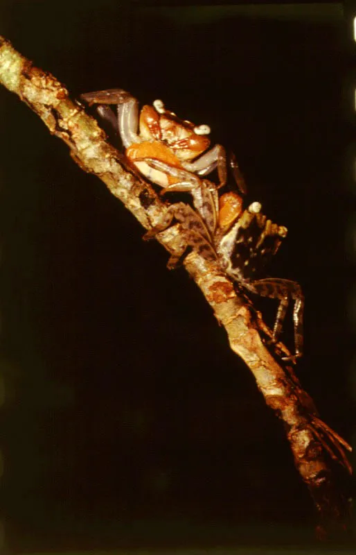 Cangrejos selvticos de la serrana del Baud, Choc.                   