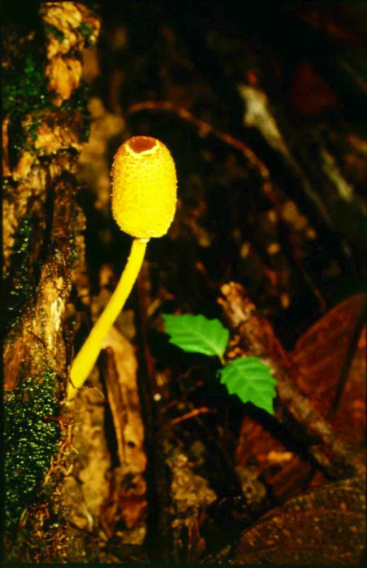Llamativas variedades de hongos típicos del piso húmedo de la selva.