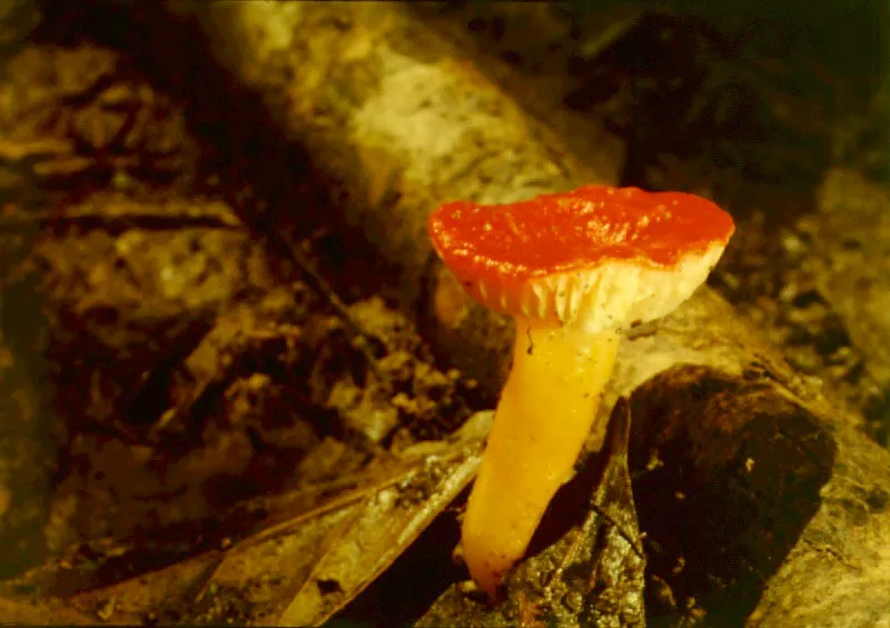 Llamativas variedades de hongos típicos del piso húmedo de la selva.