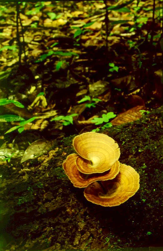 Llamativas variedades de hongos típicos del piso húmedo de la selva.