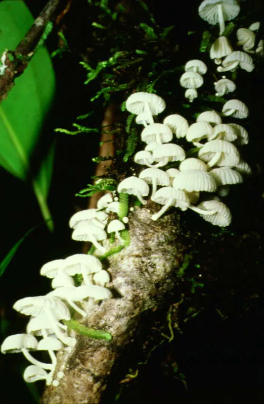 Llamativas variedades de hongos tpicos del piso hmedo de la selva.
 