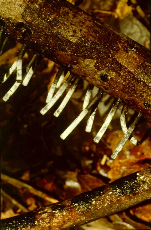 Llamativas variedades de hongos típicos del piso húmedo de la selva.