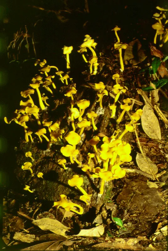 Llamativas variedades de hongos típicos del piso húmedo de la selva.
