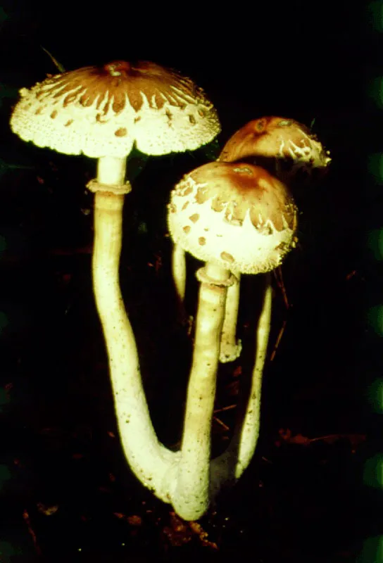 Llamativas variedades de hongos típicos del piso húmedo de la selva.