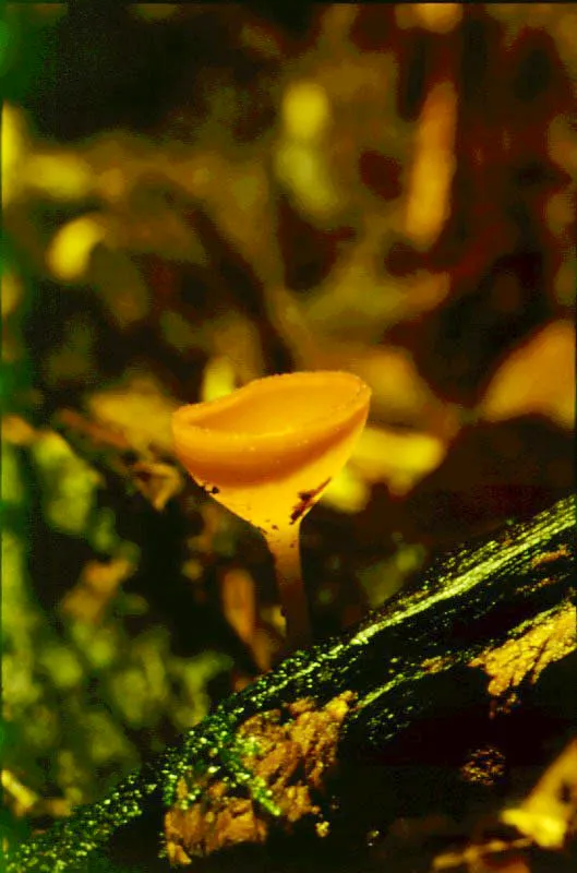 Llamativas variedades de hongos típicos del piso húmedo de la selva.