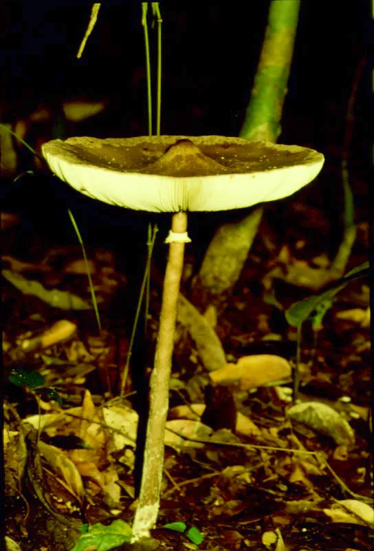 Llamativas variedades de hongos típicos del piso húmedo de la selva.