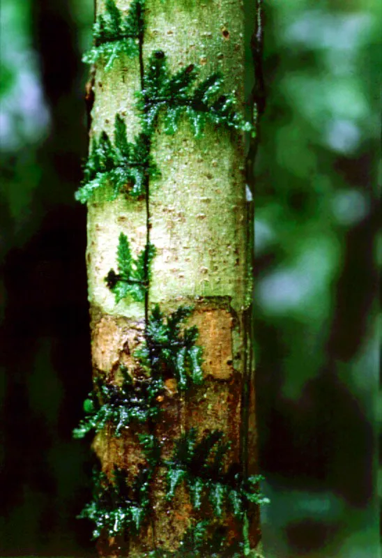 Trepadoras, Amazonas. 