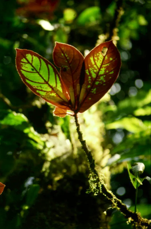 "Gota de sangre ". Bahía Tebada, Chocó.