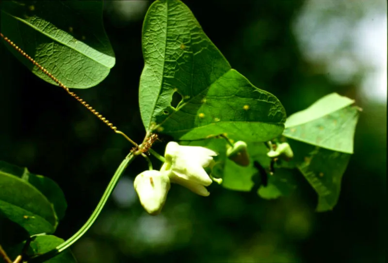 Passiflora sp. Bahía Tebada, Chocó.