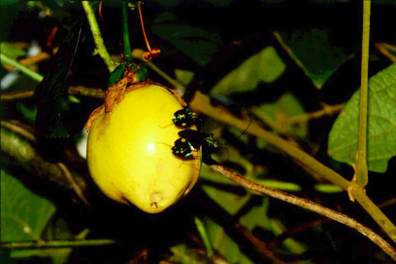 Granadilla silvestre. Macarena.
