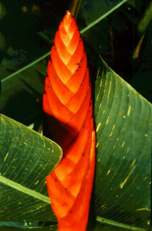 Heliconia.