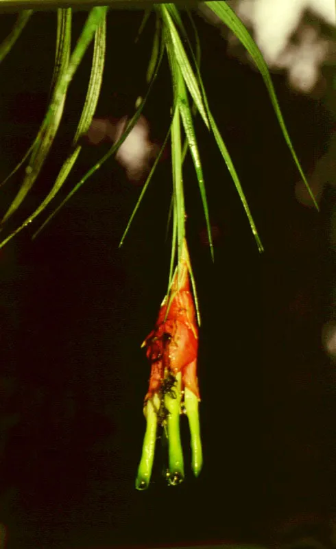 Bromeliácea.