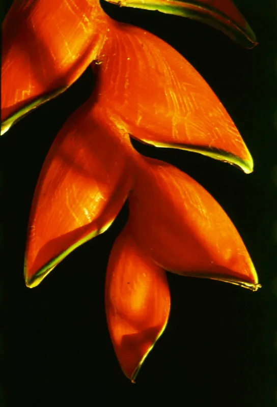 Platanillo, Heliconia sp. 