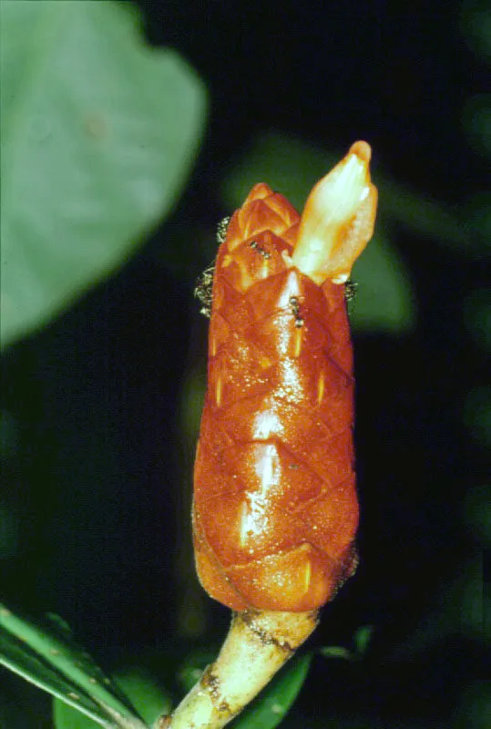 Zyngiberácea.