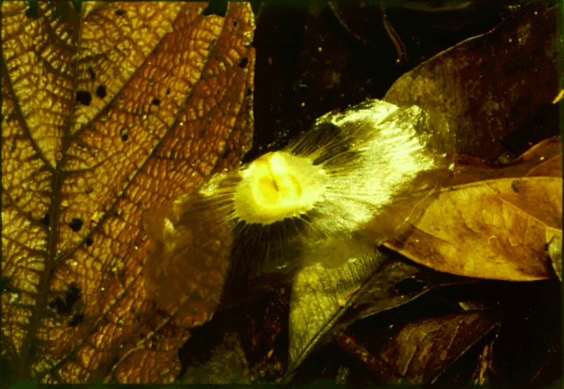 Cabuniar. Semilla alada de un cotillo, Aspidosperma,  Choc.    