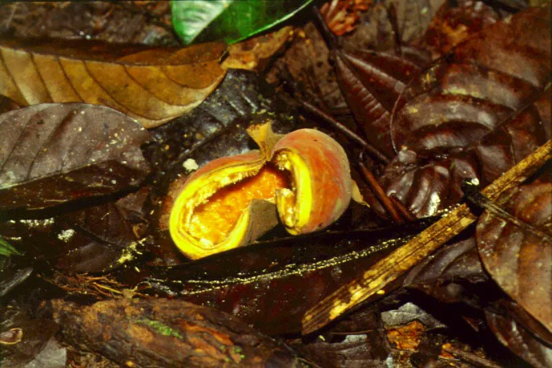 Fruto con folculo de un sapotillo, Sterculia.  Nario. 